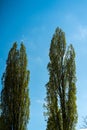 Vertical shot of two green tall trees on cloudy daylight