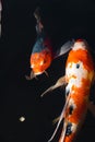 vertical shot of two koi fish are peacefully swimming in a tranquil pond Royalty Free Stock Photo