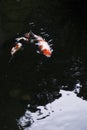 Vertical shot of a two koi fish swimming in the water Royalty Free Stock Photo