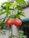 Vertical shot of two lovely lantern flowers, Bell flower, Red veined abutilon. Royalty Free Stock Photo