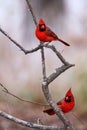 Vertical shot of two male northern cardinal (Cardinalis cardinalis) perched on a leafless branch