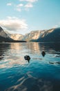 Vertical shot of two mallard ducks swimming at a lake in Hallstatt, Austria Royalty Free Stock Photo