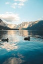 Vertical shot of two mallard ducks swimming at a lake in Hallstatt, Austria Royalty Free Stock Photo