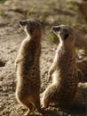 Vertical shot of two meerkats standing next to each other