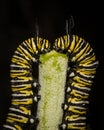 Vertical shot of Two Monarch Caterpillars Sharing the Same Milkweed isolated on black background Royalty Free Stock Photo