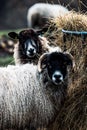 Vertical shot of two Old Norwegian Sheep breed looking camera side with blur background Royalty Free Stock Photo