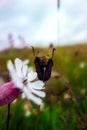 Vertical shot of two Pairing bugs on a plant in a field against blur background Royalty Free Stock Photo