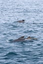 Two pilot whale families cresting in Norwegian Sea Royalty Free Stock Photo