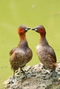 Vertical shot of two playful little grebes (Tachybaptus ruficollis) on background of a pond