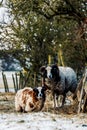 Vertical shot of two sheep looking at the camera. Royalty Free Stock Photo