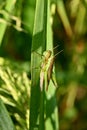 Vertical shot of two Tettigonioidea insects mating on the plant leaf Royalty Free Stock Photo