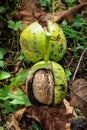 Vertical shot. Two walnuts inside a cracked green walnut shell on the ground Royalty Free Stock Photo