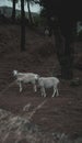 Vertical shot of two white sheep grazing in a pasture Royalty Free Stock Photo