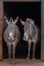 Vertical shot of two zebras standing in a doorway Royalty Free Stock Photo