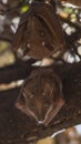 Vertical Shot of TwoEast African Epauletted Fruit Bats Royalty Free Stock Photo