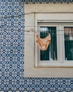 Vertical shot of underwear hanging on a rope in front of a window