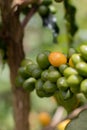 Vertical shot of unripe blooming coffee on the branches at daytime