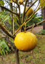 Vertical shot of unripe lemon with dewdrops hanging on a tree in the backyard