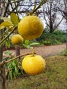 Vertical shot of unripe lemons with dewdrops hanging on a tree in the backyard