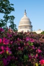 Vertical shot of the US Capitol behind a flower bush, Washington D.C., Maryland, USA Royalty Free Stock Photo