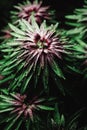 Vertical shot of vegetative stage of growth of the lily, top view.