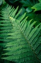Vertical shot of vibrant fern leaves in natural outdoor lighting, perfect for wallpapers