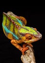 Vertical shot of a vibrant panther chameleon on a thick branch against a black background