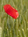 Vertical shot of a vibrant red poppy standing in a sun-dappled barley field. Royalty Free Stock Photo