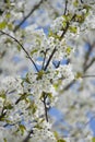 vertical shot of a vibrant white flower blooms among the branches of a tree against a blue sky Royalty Free Stock Photo