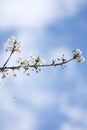 vertical shot of a vibrant white flower blooms among the branches of a tree against a blue sky Royalty Free Stock Photo