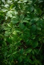 Vertical shot of Viginia Creeper and Poison Ivies