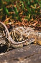 Vertical shot of Viviparous lizard on the stone surface on a sunny day Royalty Free Stock Photo