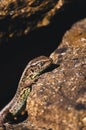 Vertical shot of Viviparous lizard on the stone surface on a sunny day Royalty Free Stock Photo