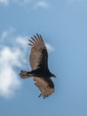 Vertical shot of a vulture with open wings flying against the sky in California Central Valley