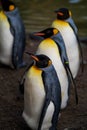 Vertical shot of a waddle of king penguins on the ground in the daylight with a blurry background
