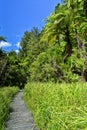 Vertical shot of a walking way going through a dense tropical jungle Royalty Free Stock Photo