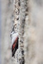 Vertical shot of a wallcreeper (Tichodroma muraria) on the tree