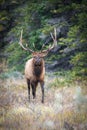 Vertical shot of a wapiti deer in a forest Royalty Free Stock Photo