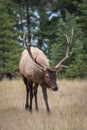 Vertical shot of a wapiti deer in a forest Royalty Free Stock Photo