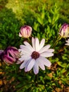 Vertical shot of water drops on a daisy flower in the garden. Royalty Free Stock Photo