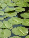 Vertical shot of water lily pads on a pond Royalty Free Stock Photo