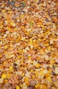 Vertical shot of weathered colorful autumn leaves on the ground