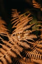 Vertical shot of a wedding ring on top of a dry plant Royalty Free Stock Photo