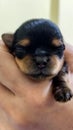 Vertical shot of a week old Yorkshire Terrier puppy sleeping on the hand of a person Royalty Free Stock Photo