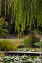 Vertical shot of weeping willow trees in the Mayfield garden