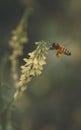 Vertical shot of Western honey bee on yellow sweetclover collecting nectar against blurry background Royalty Free Stock Photo