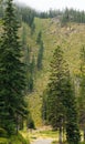 Vertical shot of western larch (Larix occidentalis) tree forest