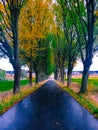 Vertical shot of a wet road between two rows of trees with yellow and green leaves in autumn. Royalty Free Stock Photo