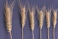 Vertical shot wheat ear spikiletes on dark background. Royalty Free Stock Photo
