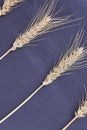 Vertical shot wheat spikeletes isolated on black background. Royalty Free Stock Photo